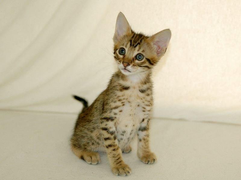 Savannah Kiwanga Yakira (i det daglige Kira) - 6 Uger (Billede er fra opdrætter) billede 3