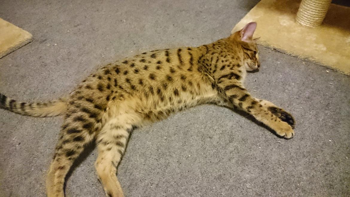 Savannah Kiwanga Yakira (i det daglige Kira) - pyha det er hårdt at lege.... billede 14