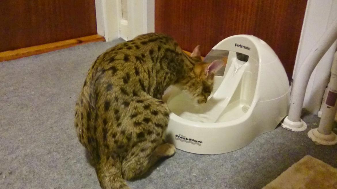 Savannah Kiwanga Yakira (i det daglige Kira) - ahhh det frisker :-) billede 15