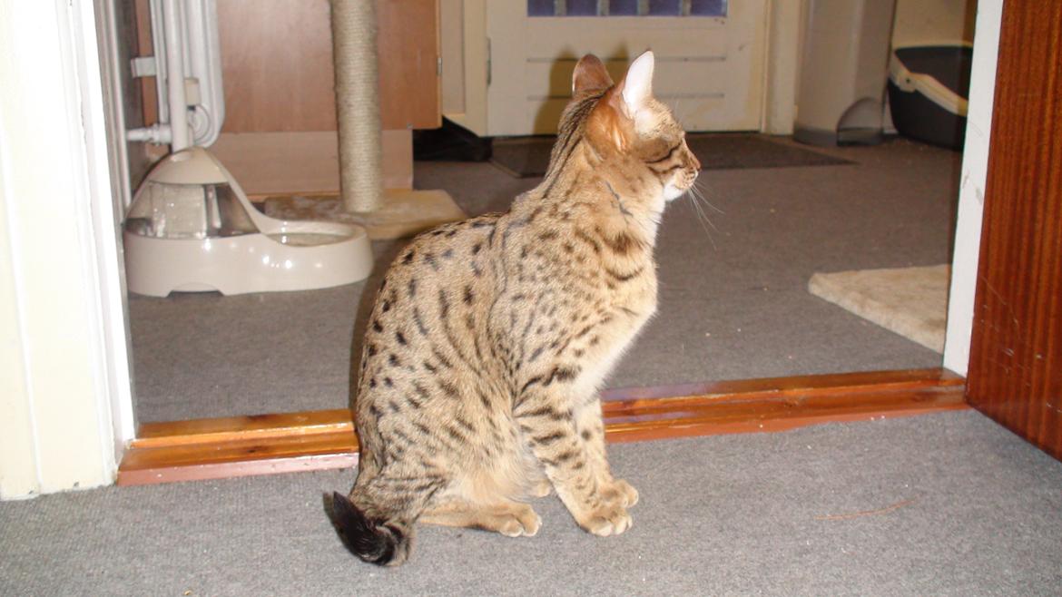 Savannah Kiwanga Yakira (i det daglige Kira) billede 16