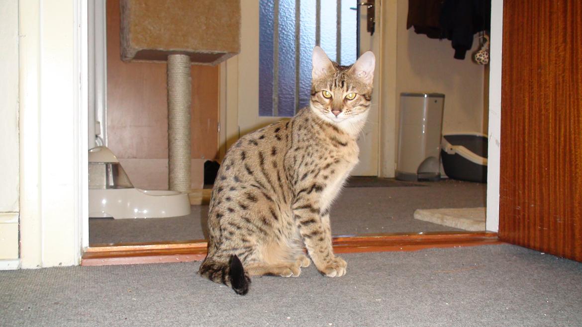 Savannah Kiwanga Yakira (i det daglige Kira) - Ja jeg kan da godt lige blive siddende imens du tager et billede (igen) :-) billede 1