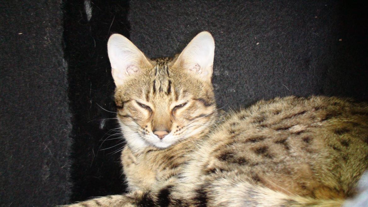 Savannah Kiwanga Yakira (i det daglige Kira) billede 17