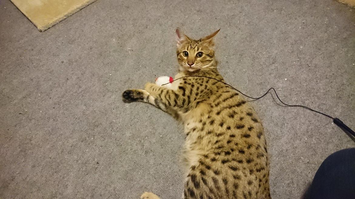 Savannah Kiwanga Yakira (i det daglige Kira) - Den mus er min .... billede 13