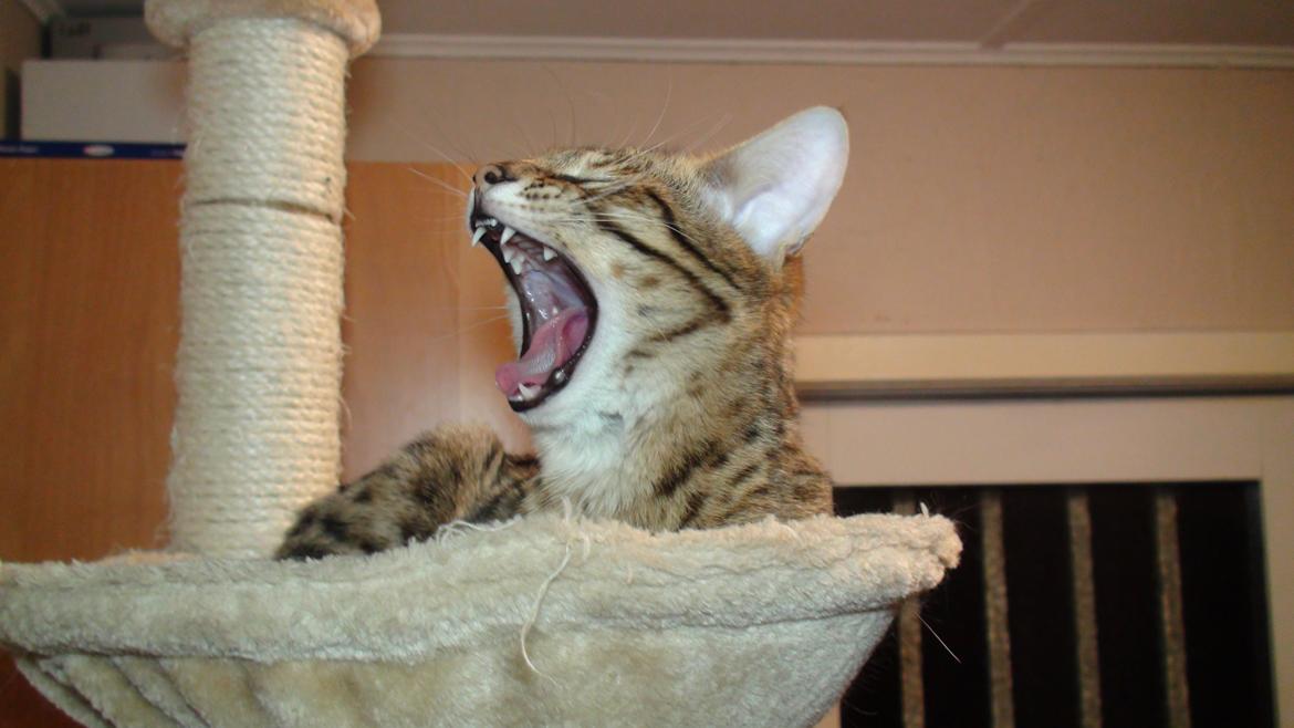 Savannah Kiwanga Yakira (i det daglige Kira) - Gaab, det er hårdt at være kat.... billede 19