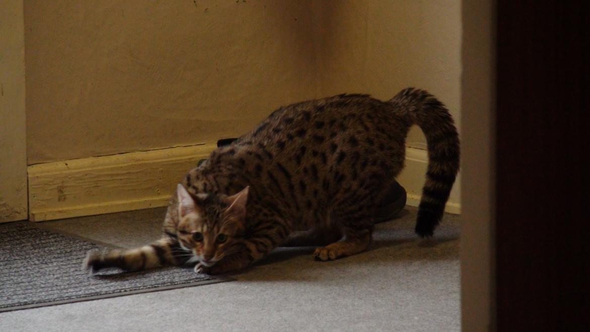 Savannah Kiwanga Yakira (i det daglige Kira) - Se mig... Jeg er farlig (hun leger med min anden kat) billede 20