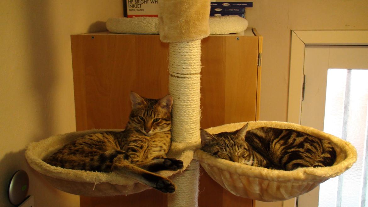 Savannah Kiwanga Yakira (i det daglige Kira) - Hendes ynglings plads, katten til højre er min anden kat (Miv) som jeg havde før jeg fik Kira billede 21