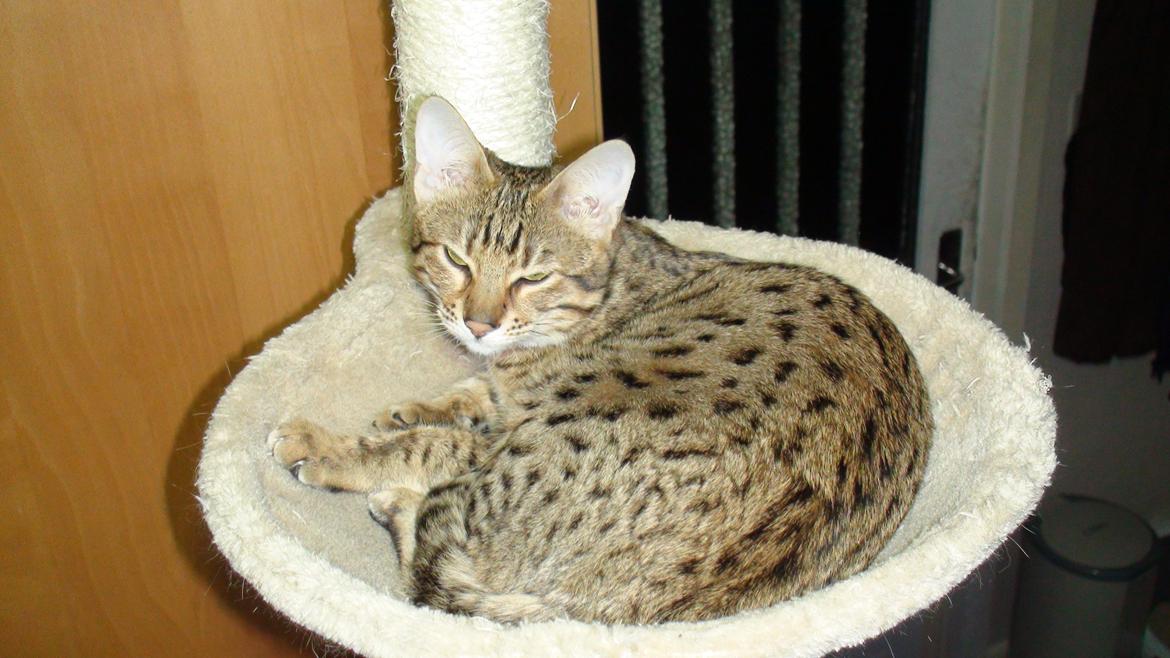 Savannah Kiwanga Yakira (i det daglige Kira) - Så sluk den blitz billede 18