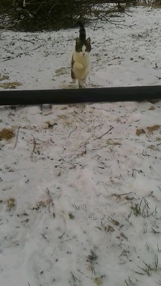 Huskat bølle billede 32