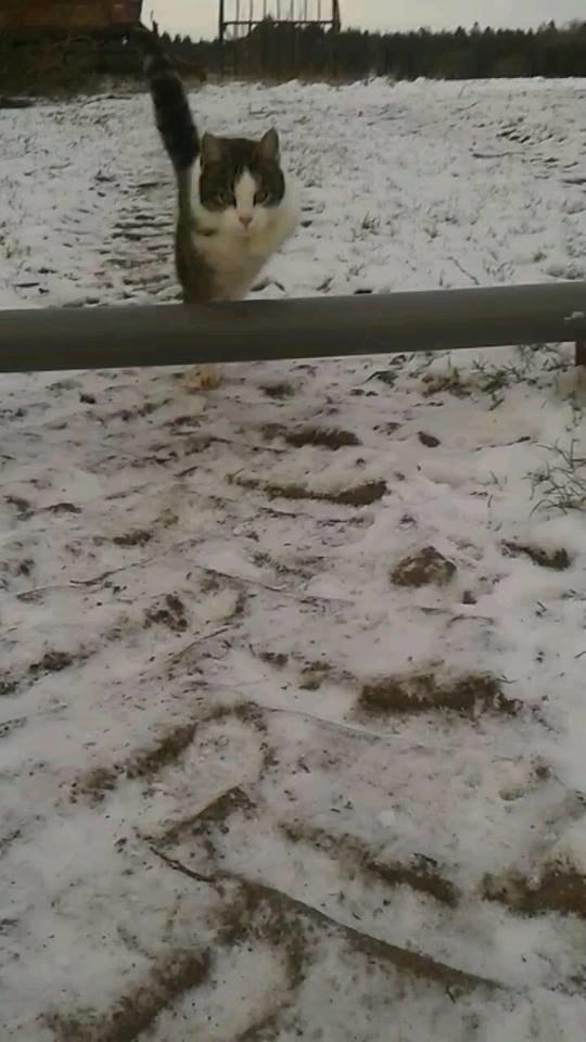 Huskat bølle billede 33