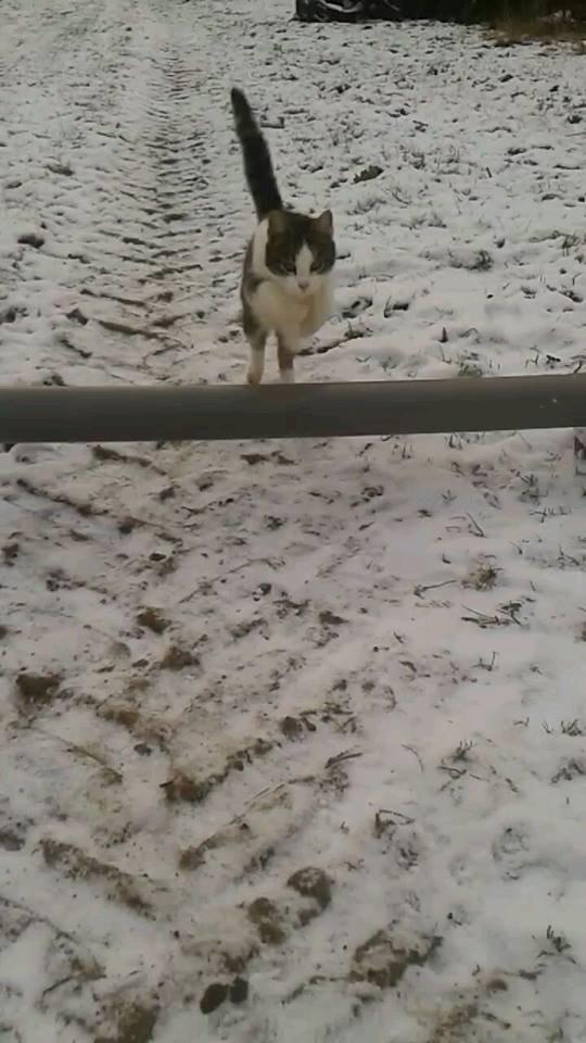 Huskat bølle billede 36