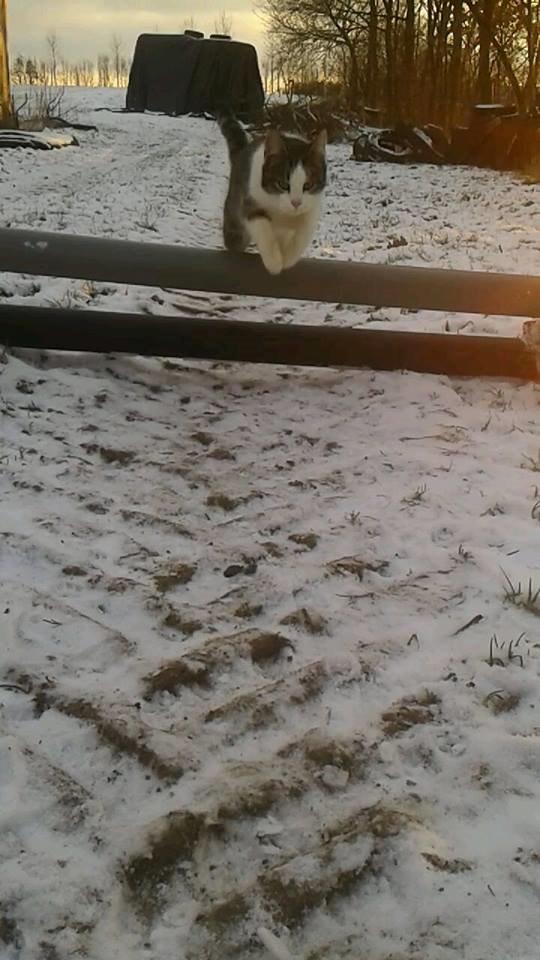 Huskat bølle billede 37