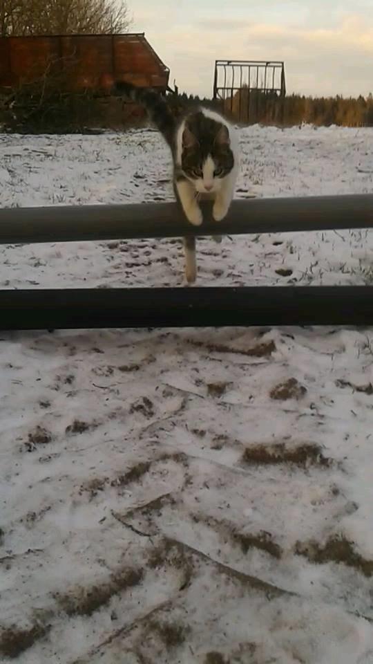 Huskat bølle billede 38