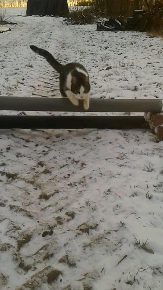 Huskat bølle billede 41