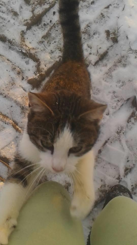 Huskat bølle billede 42