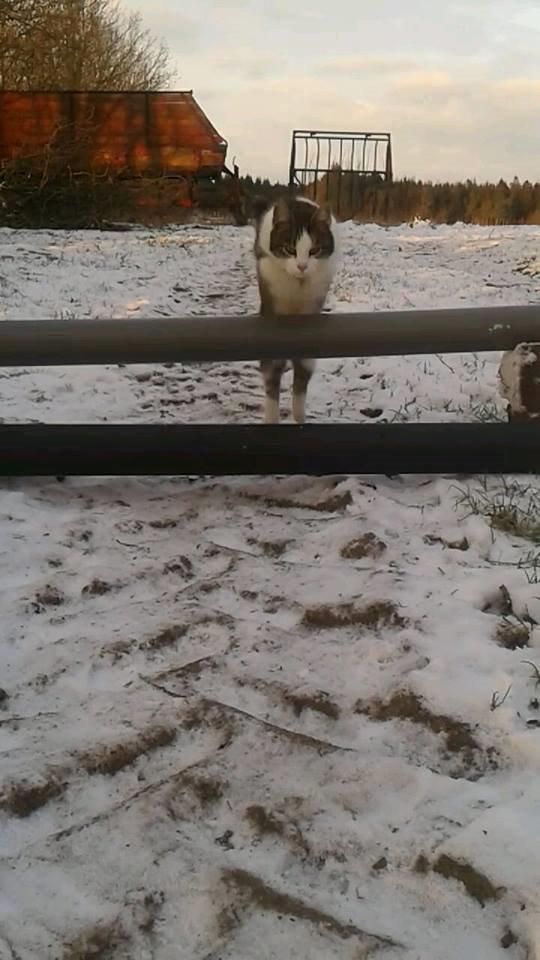 Huskat bølle billede 45