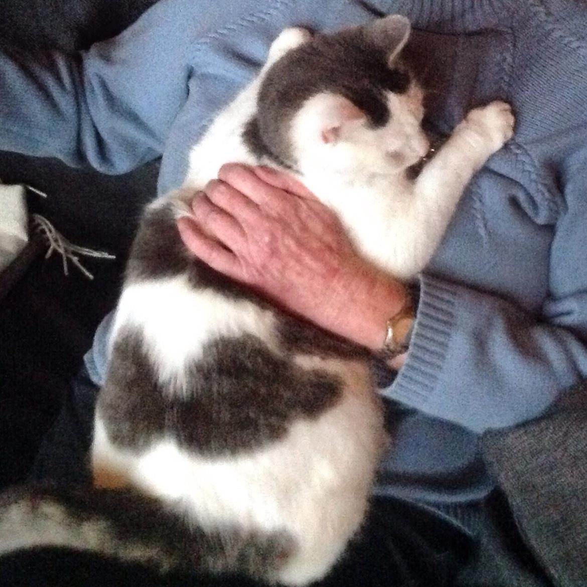 Huskat Mis  - min mor med Mis billede 19