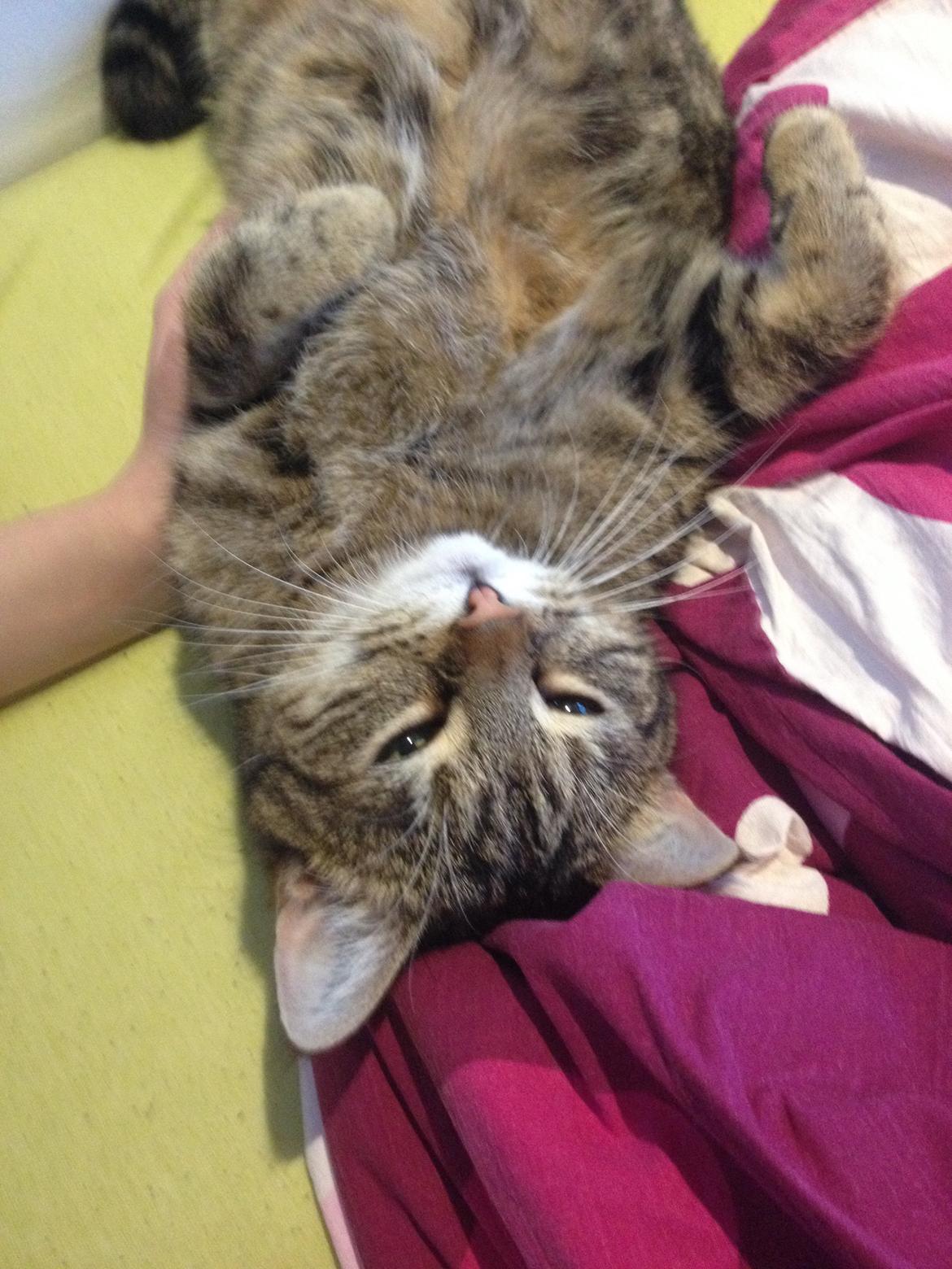 Huskat Felix - Det allerførste billede på min iPhone, det skulle være af Felix :p billede 1