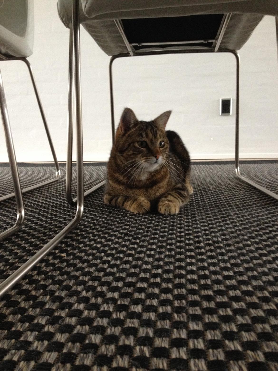 Huskat Felix - Det her er typisk Felix, når man vil have fat på ham. Under spisebordet, ikke komme ud... billede 2