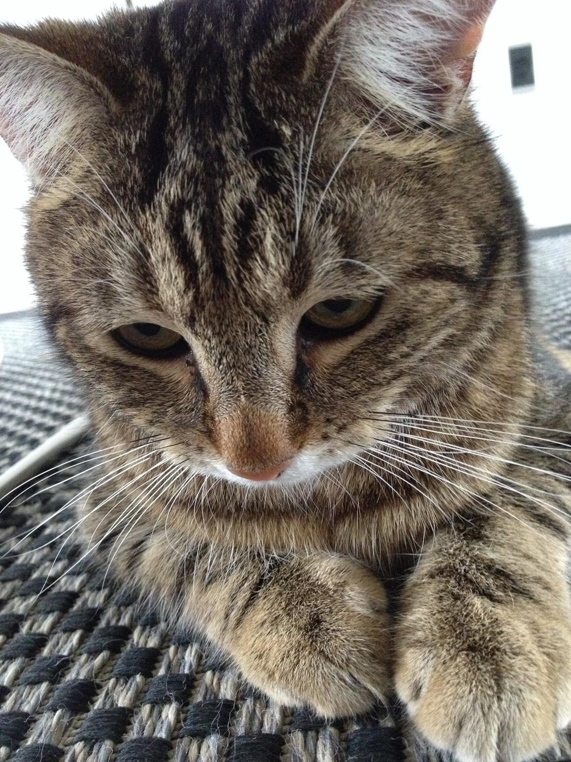 Huskat Felix - Og det her er så Felix, når man kravler ind til ham. Under spisebordet. Gider stadig ikke komme ud... billede 3