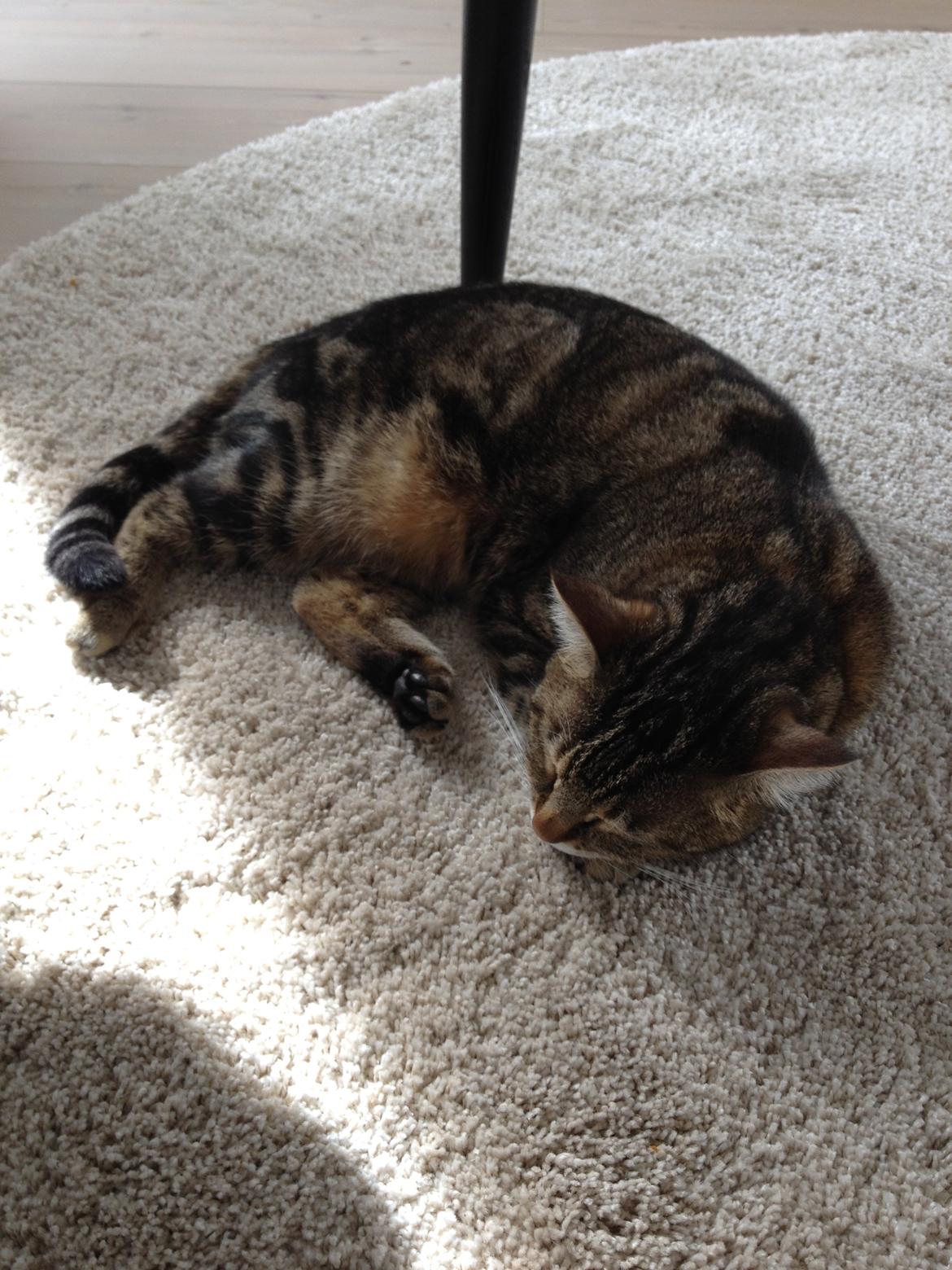 Huskat Felix billede 4