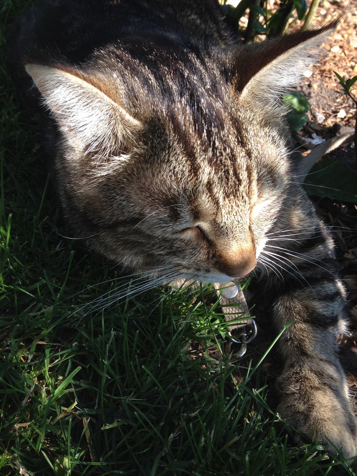 Huskat Felix billede 5