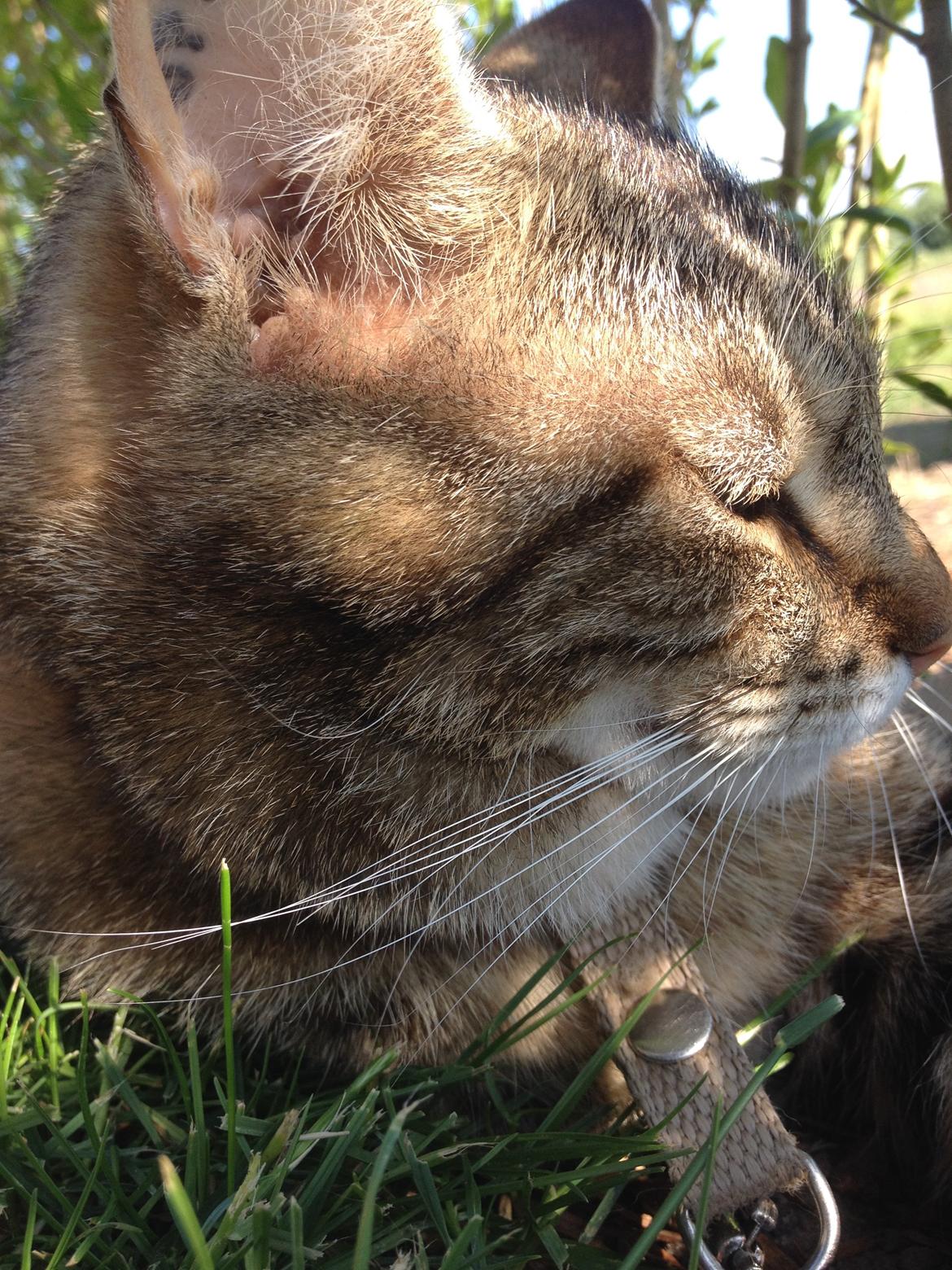 Huskat Felix billede 6