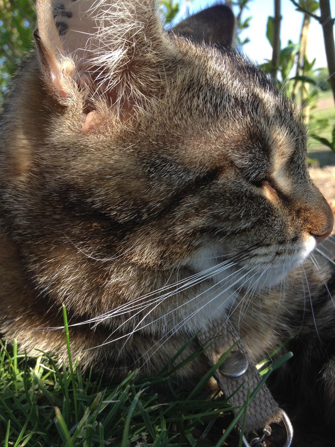 Huskat Felix billede 7