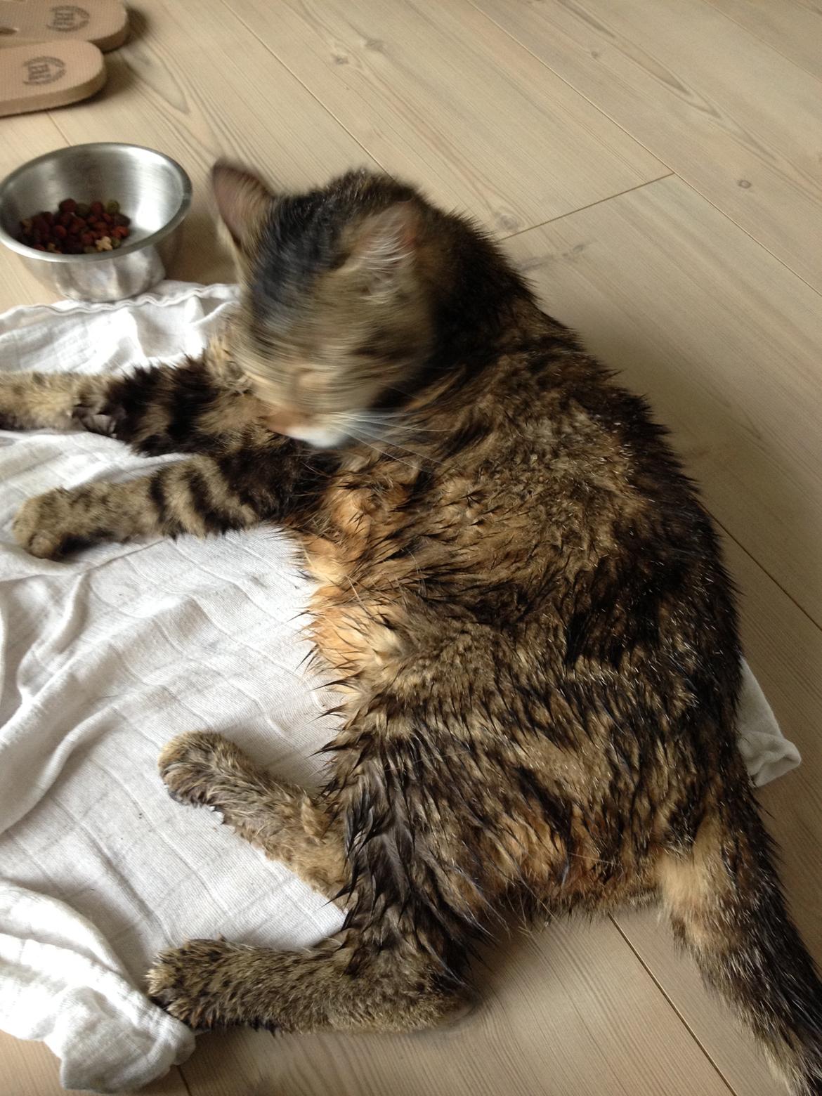 Huskat Felix billede 8