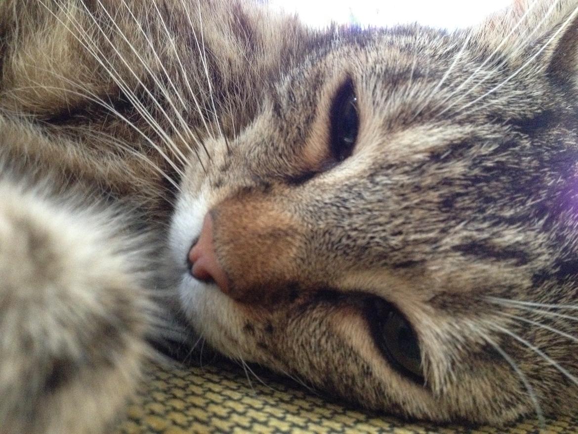 Huskat Felix billede 9