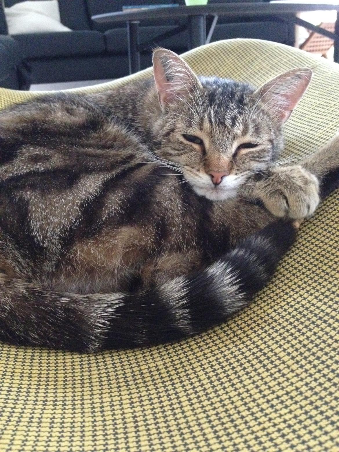 Huskat Felix billede 10