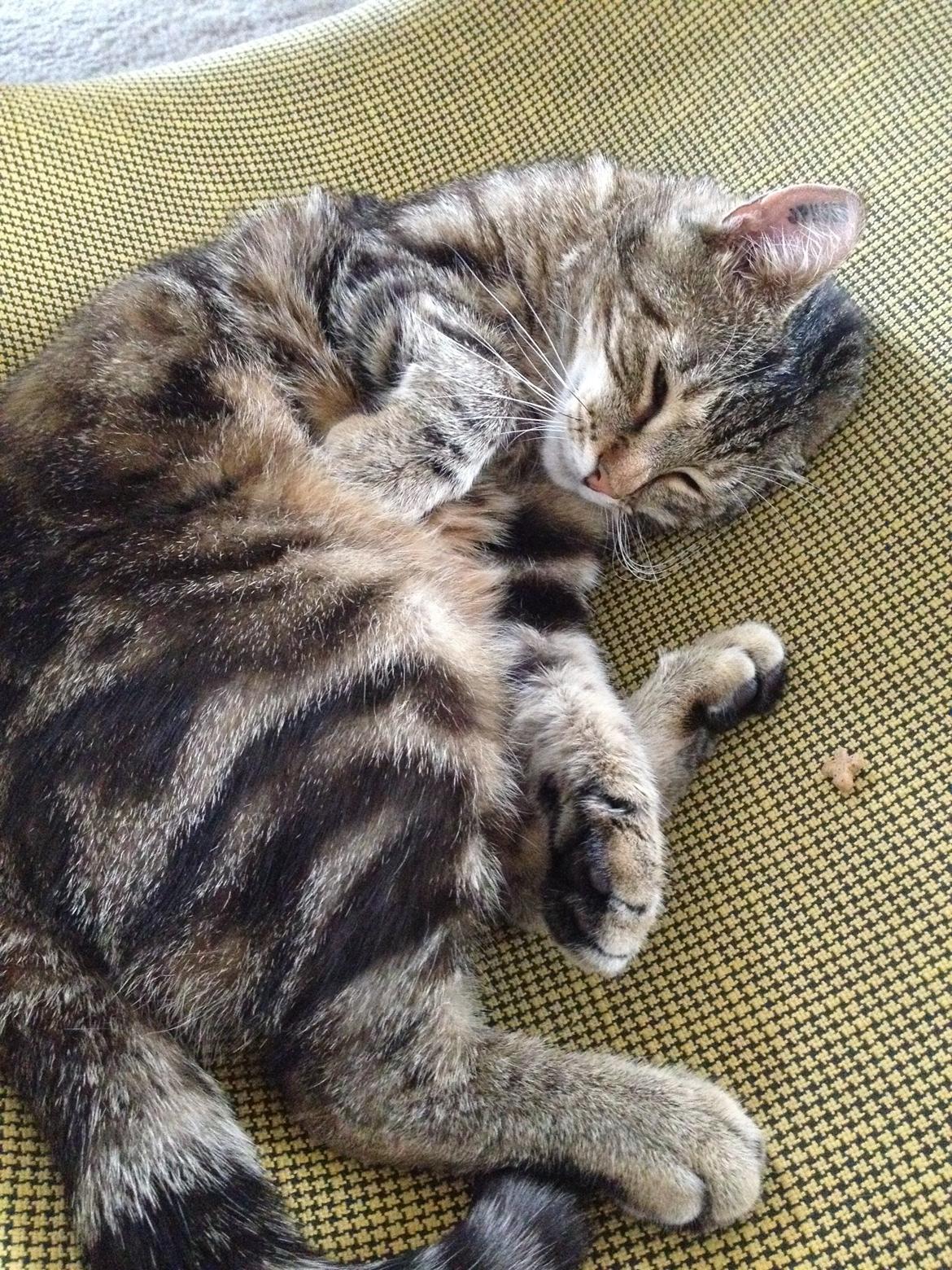 Huskat Felix billede 11