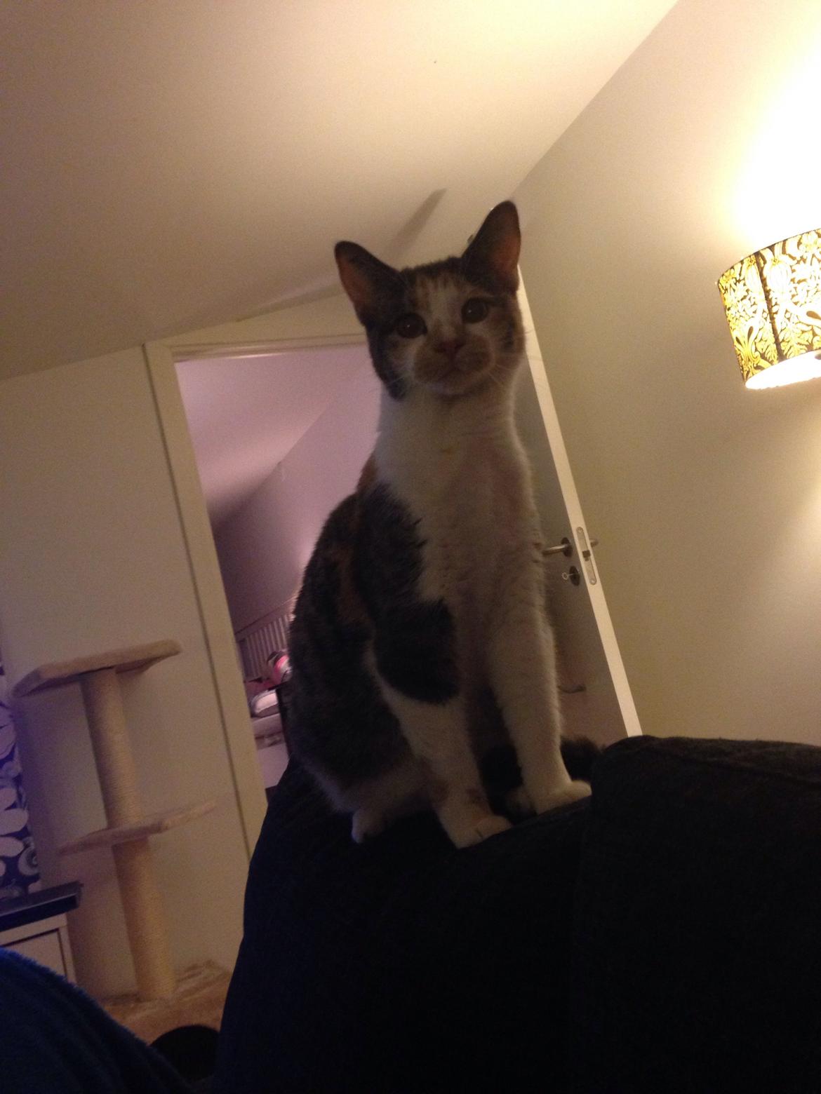 Huskat Fine billede 14