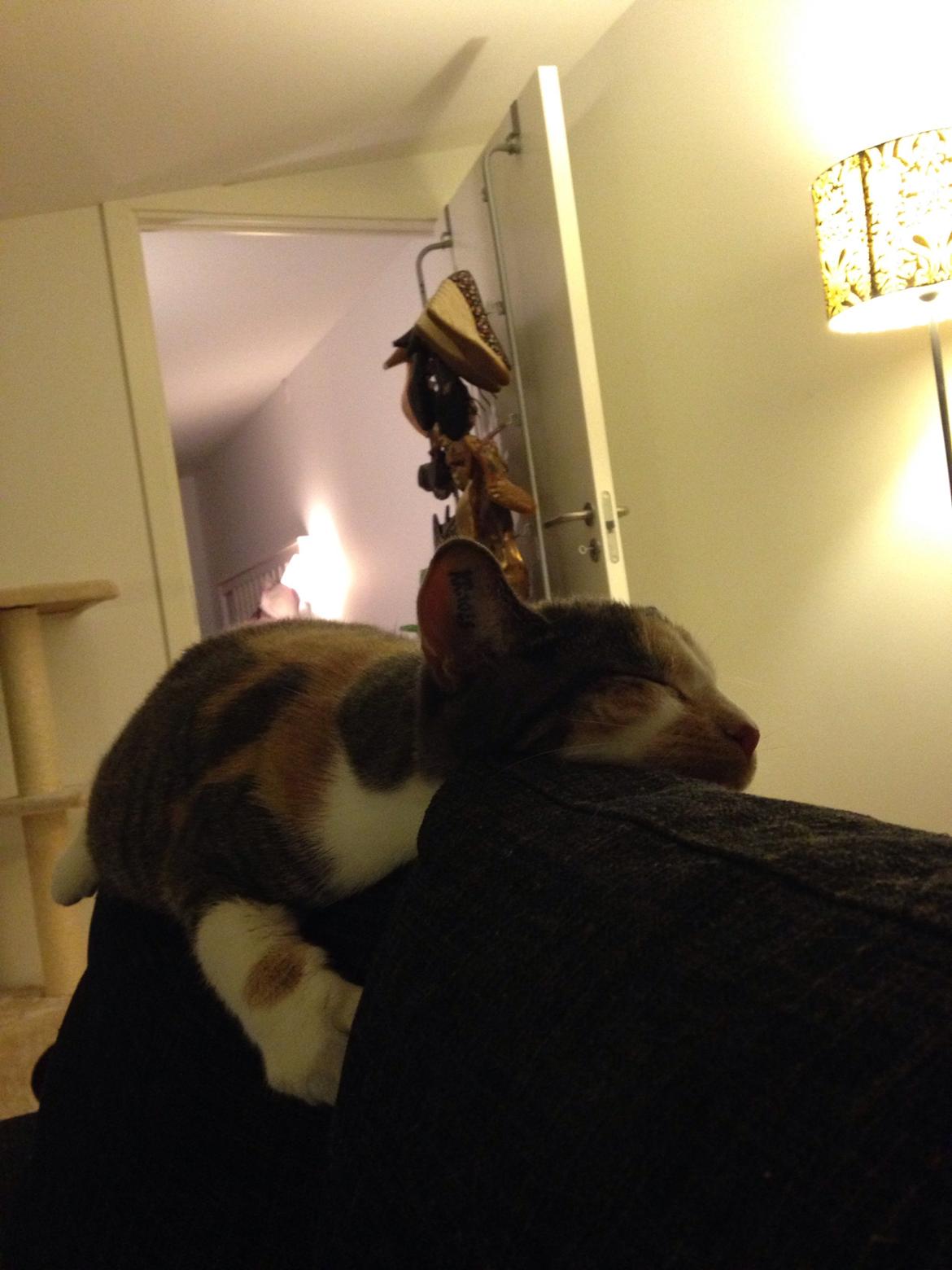 Huskat Fine billede 15