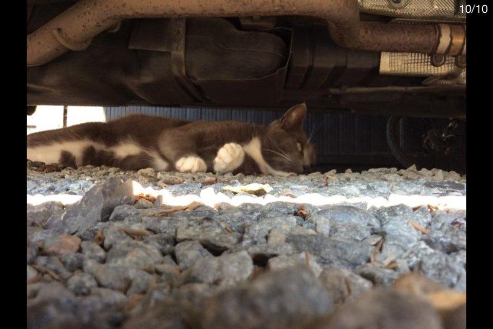 Blanding af racer Bamse "Verdens bedste kat" - Bamse tager en slapper i skyggen under bilen <3 billede 2