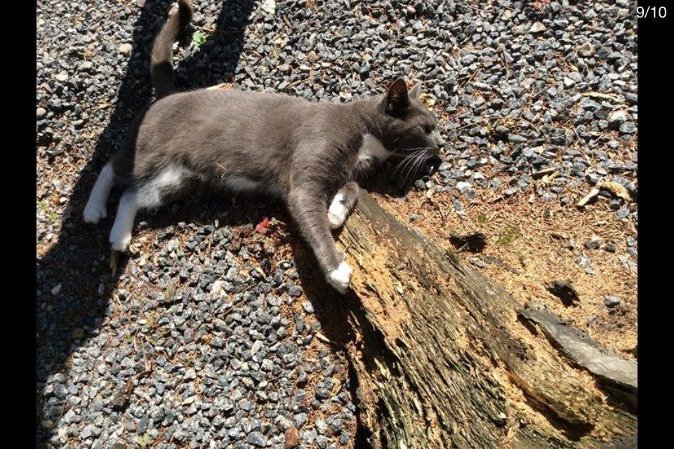 Blanding af racer Bamse "Verdens bedste kat" - I love you billede 3