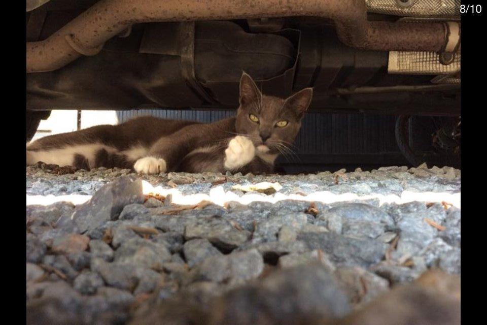Blanding af racer Bamse "Verdens bedste kat" - Nej ikke kamara nu :0 billede 4