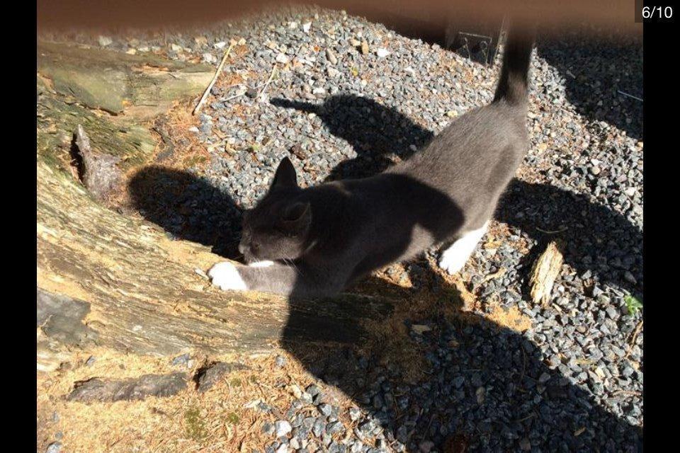 Blanding af racer Bamse "Verdens bedste kat" - Mit kræsse træ billede 5