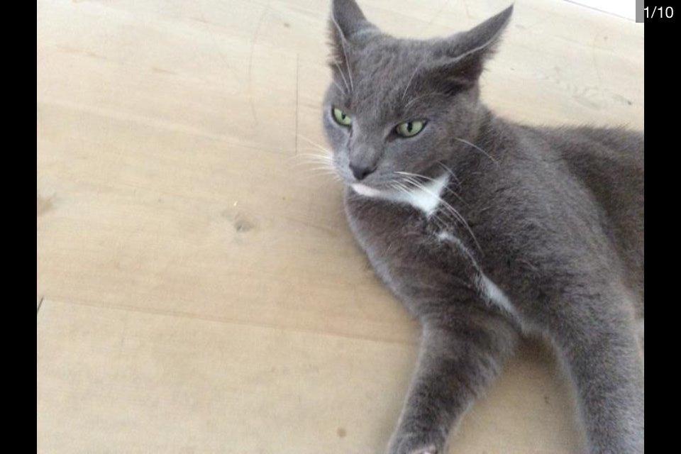 Blanding af racer Bamse "Verdens bedste kat" - Min lille model billede 9