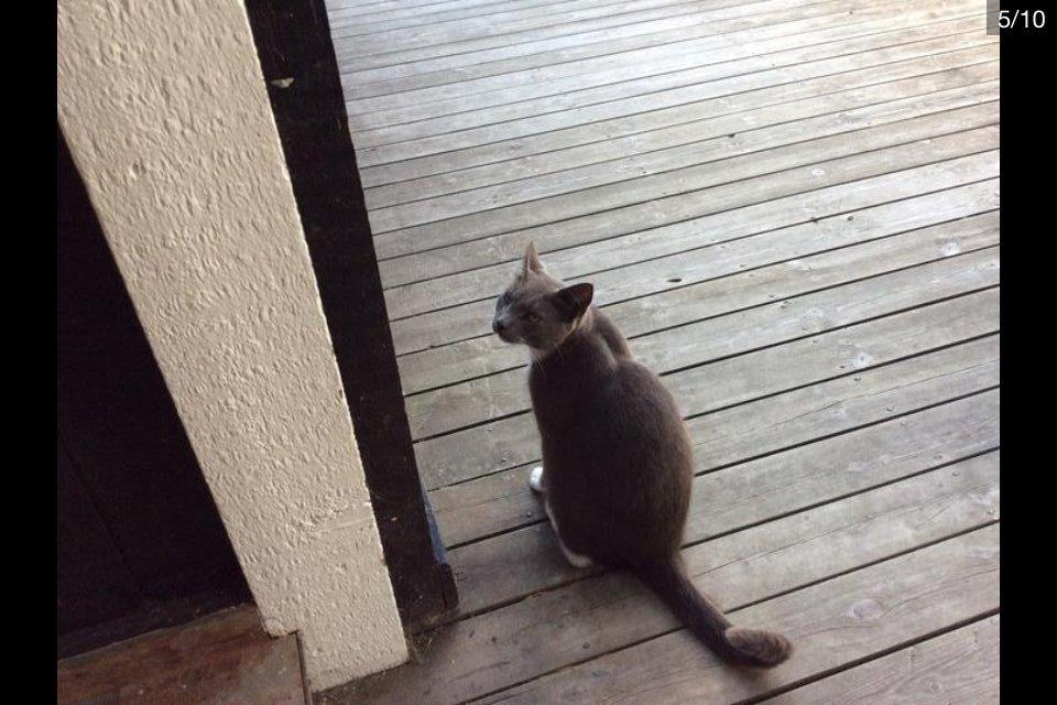 Blanding af racer Bamse "Verdens bedste kat" - Her slutter rejsen tak fordi i så med. Vi håber på en bedømmelse og kommentar <3 billede 10