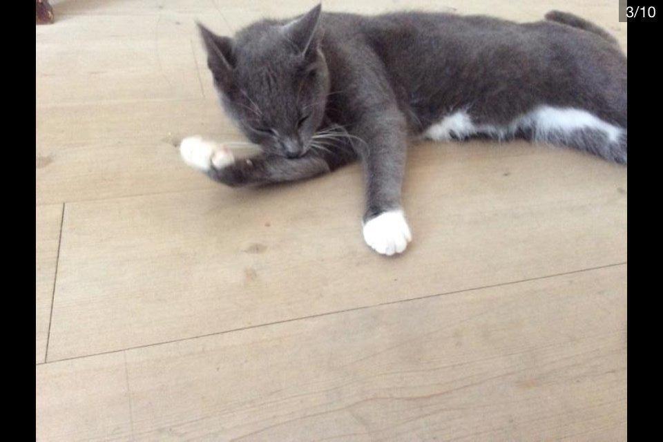 Blanding af racer Bamse "Verdens bedste kat" - Bamse er den bedste billede 8