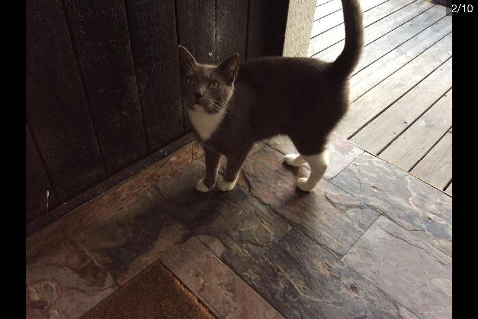 Blanding af racer Bamse "Verdens bedste kat" - Hallo jeg vil gerne ind? billede 7