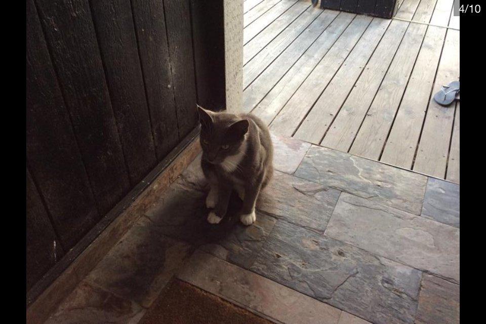 Blanding af racer Bamse "Verdens bedste kat" - Må jeg komme ind? billede 6