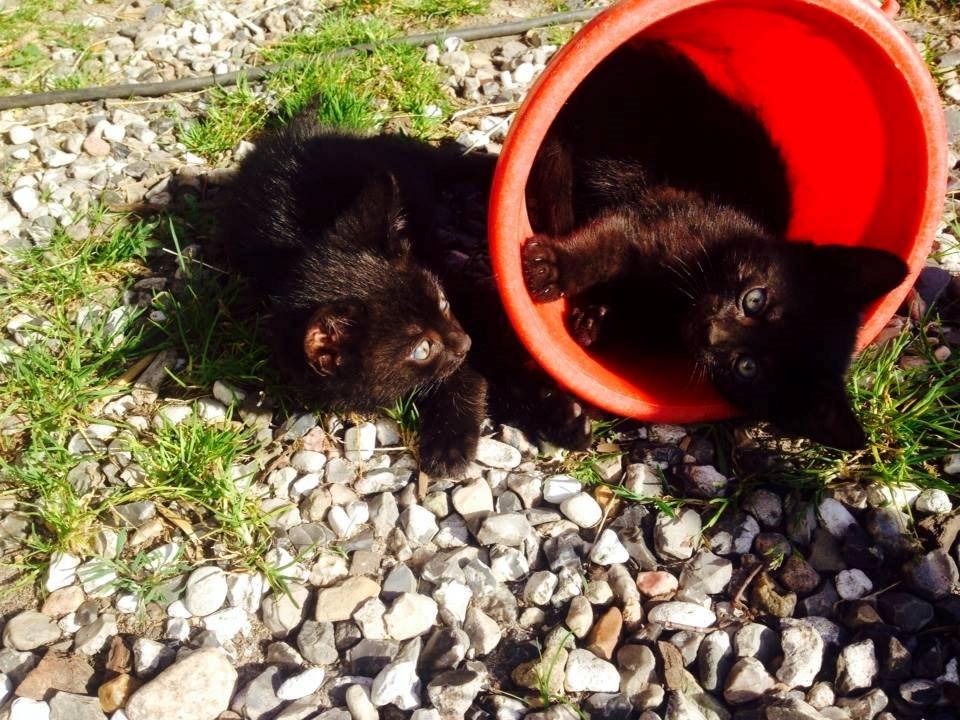 Huskat Damon Salvetore  billede 2