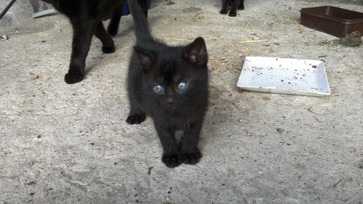 Huskat Damon Salvetore  billede 3