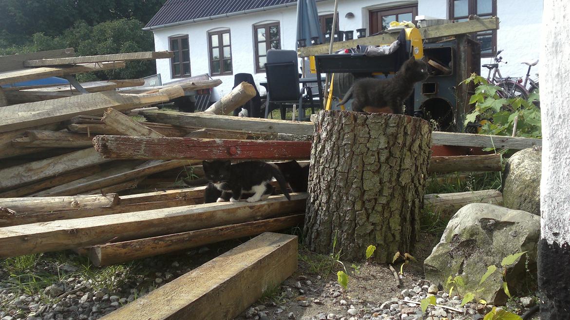 Huskat Damon Salvetore  billede 4