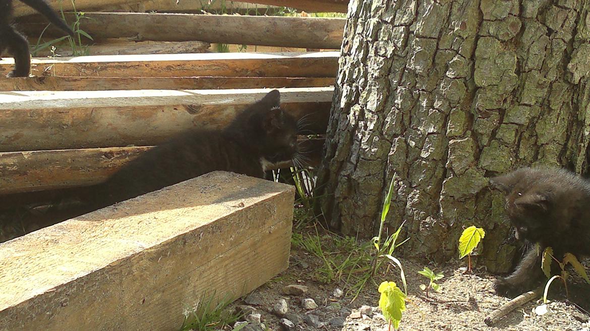 Huskat Damon Salvetore  billede 5