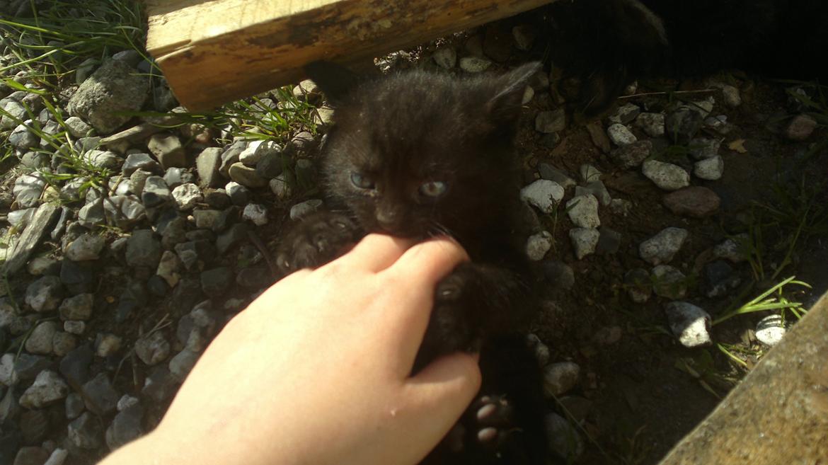 Huskat Damon Salvetore  billede 1