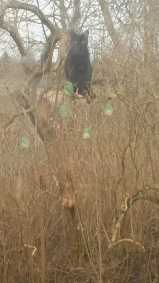 Huskat Damon Salvetore  billede 6