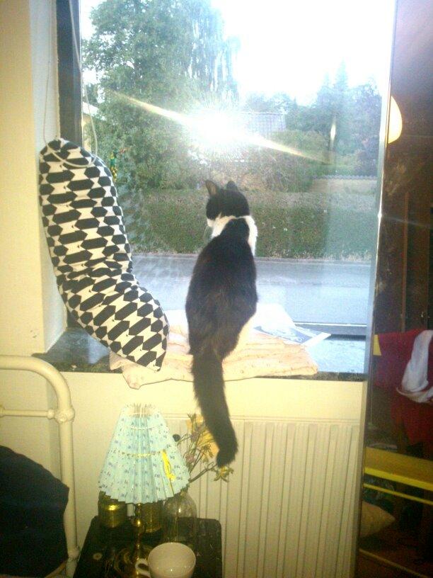 Blanding af racer Kait mæit AKA Salsa - Velkomen til Kait Mæits profil <3 :D billede 1