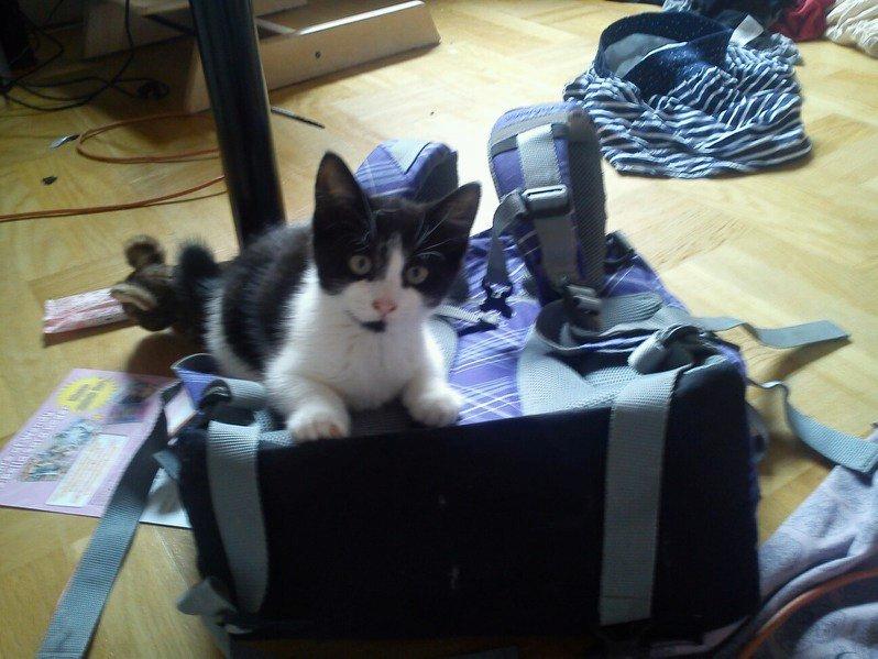 Blanding af racer Kait mæit AKA Salsa - hun var stadig meget lille her :') billede 2